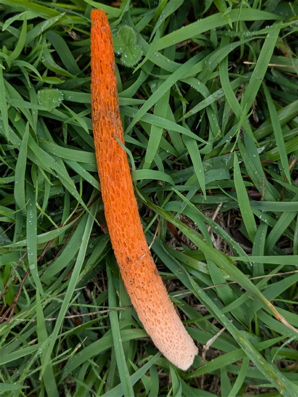 A stinkhorn