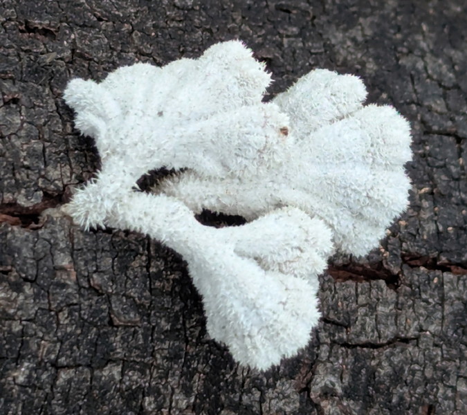 Split-gill fungus