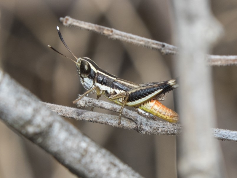 Inland macrotona