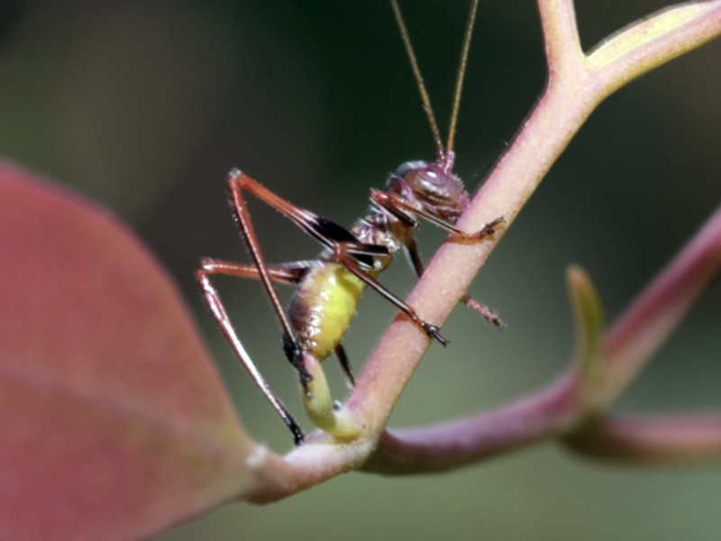 Gum leaf katydid