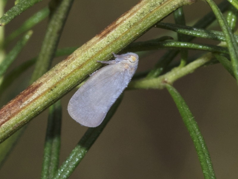 Grey planthopper