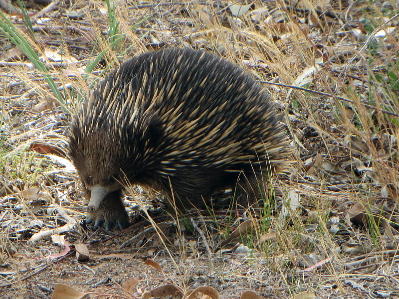 Tachyglossus aculeatus [Short-beaked echidna]