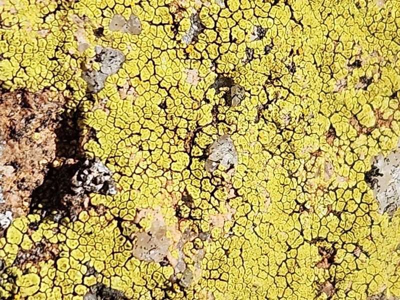 Cobblestone lichen