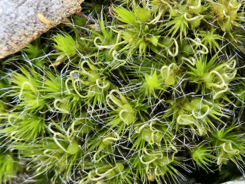 Heath star-moss