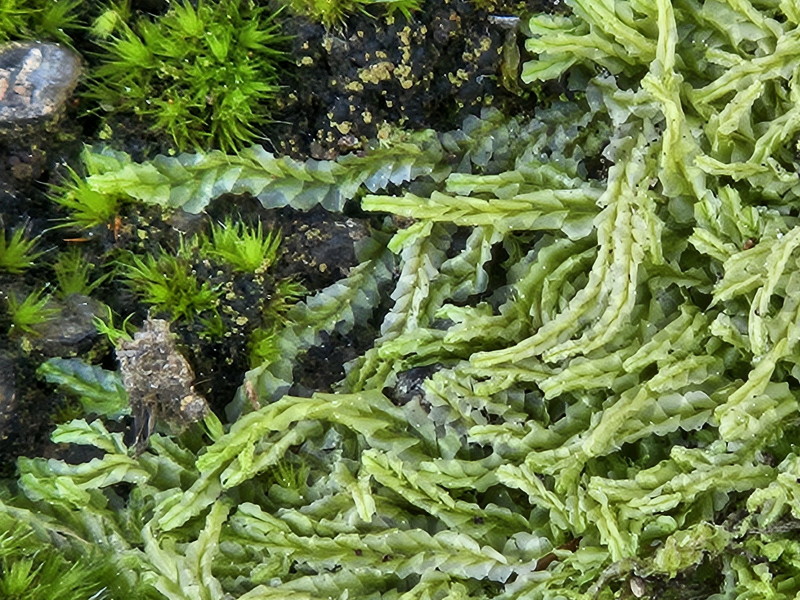 A liverwort