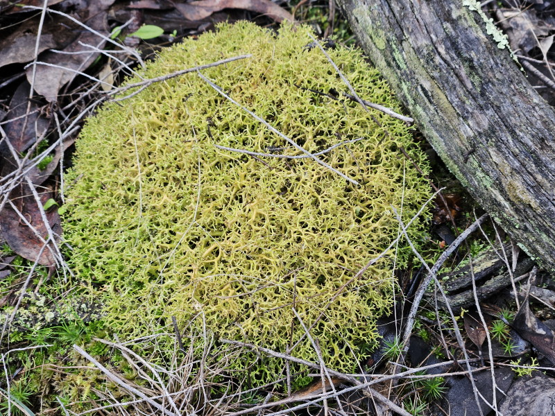 A lichen