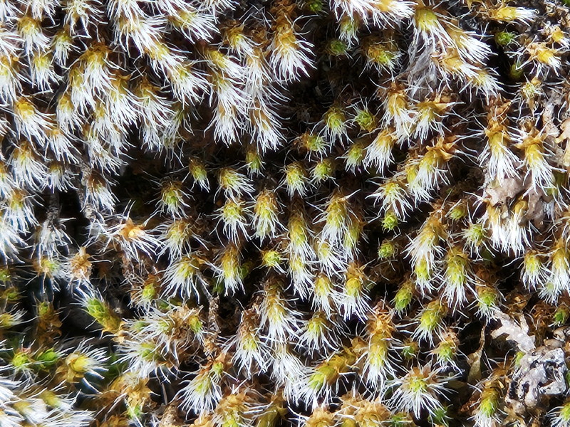 Hoary grimmia moss