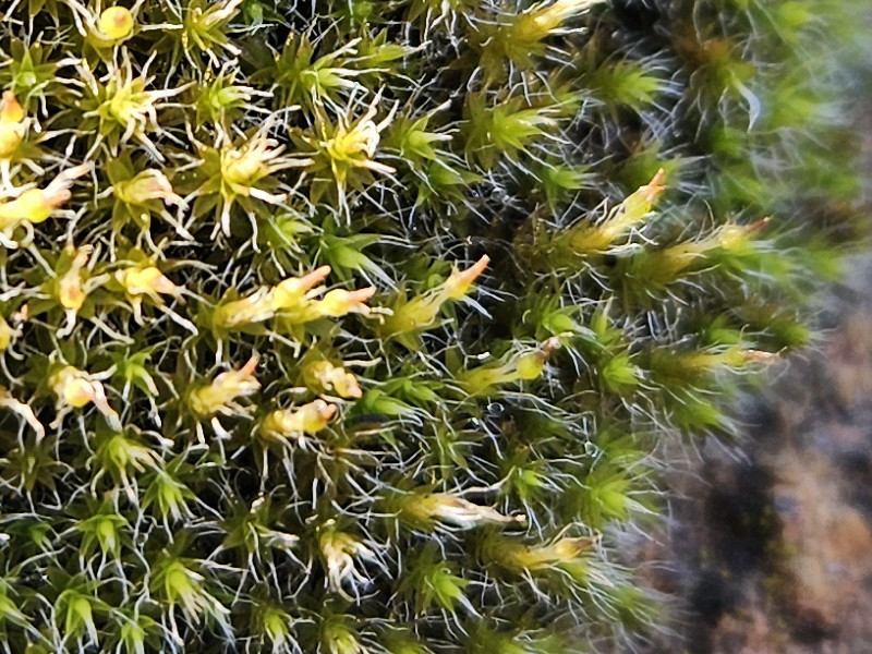 Blunt-beak grimmia moss
