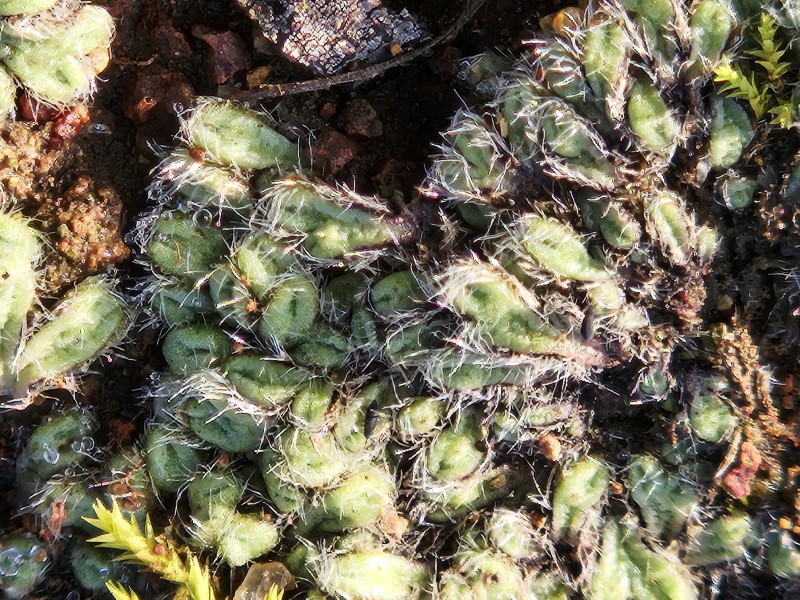 Fringed crystalwort