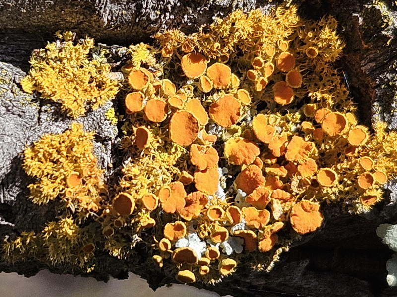 Golden-eye lichen