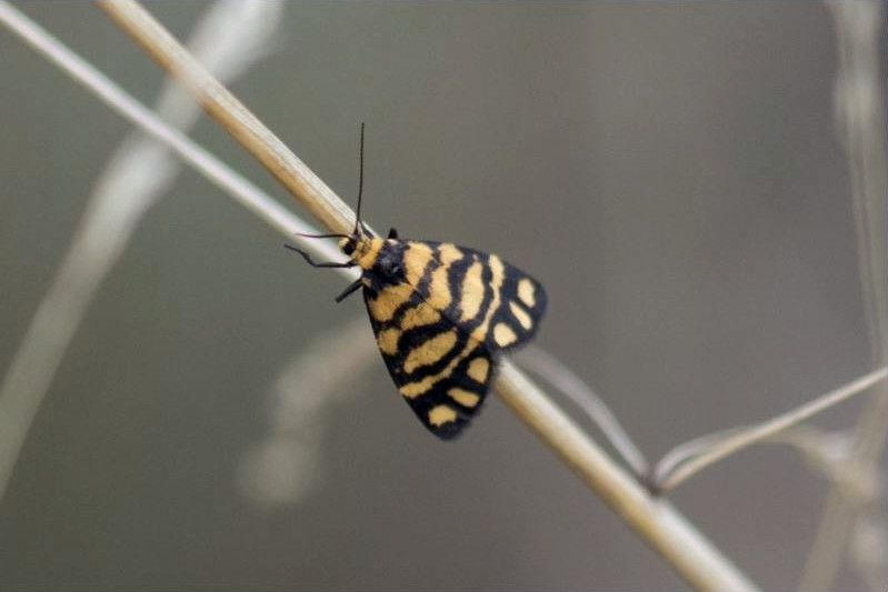 Lydia lichen moth