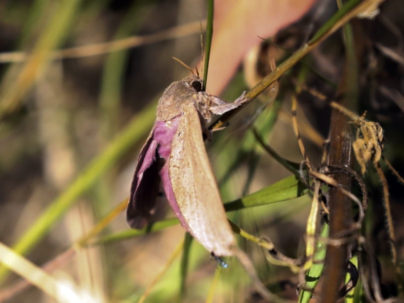 Ghost moth