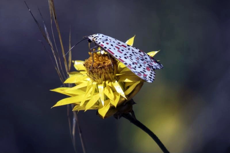 Heliotrope moth
