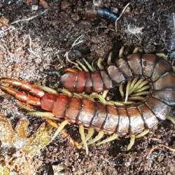 other arthropods