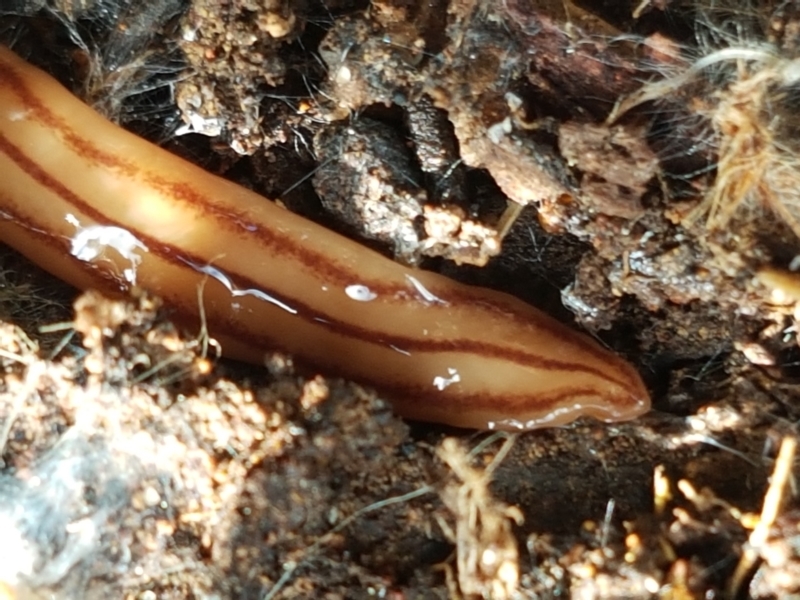 a Flatworm
