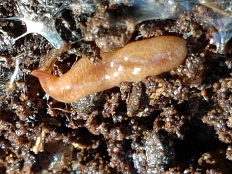 a Flatworm