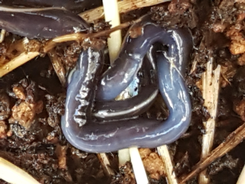 Blue garden flatworm