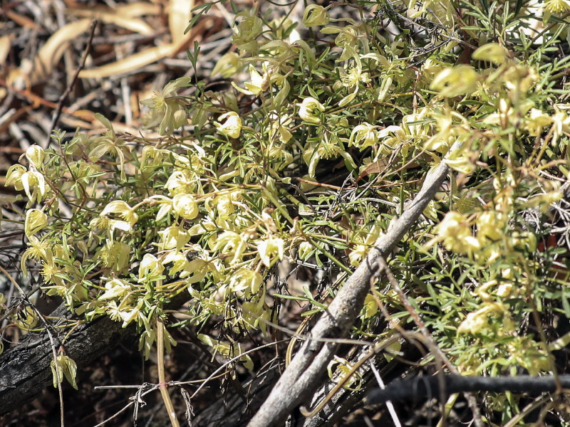 Small-leaf clematis
