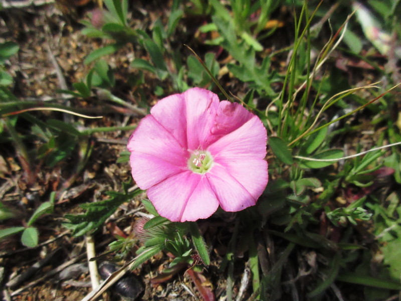 Australian bindweed