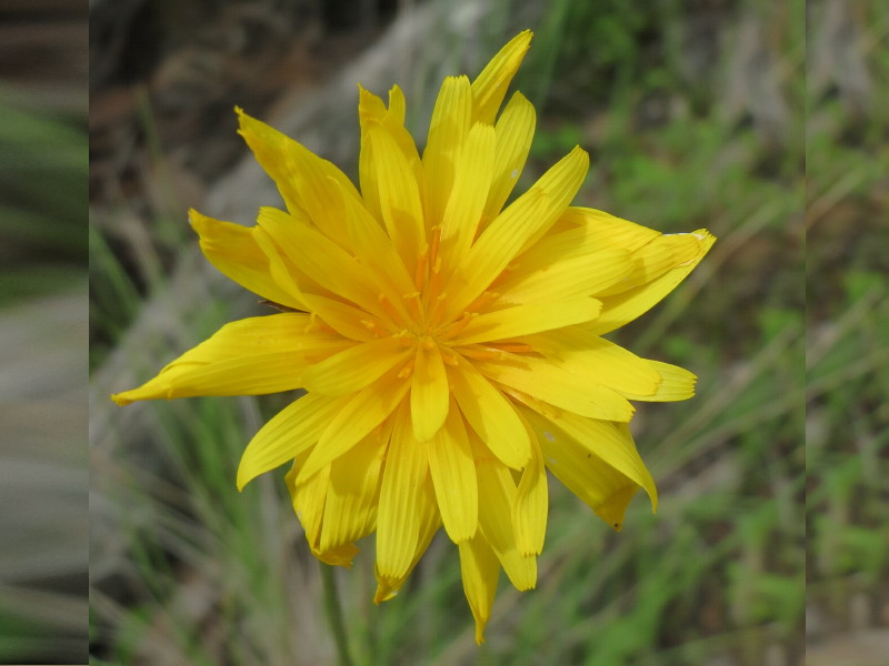 Yam daisy, Murnong