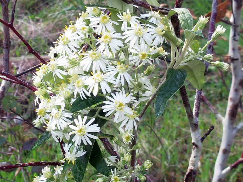 Snowy daisybush