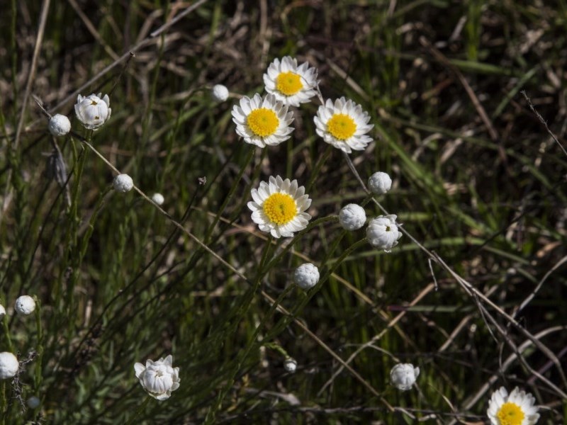 Chamomile sunray