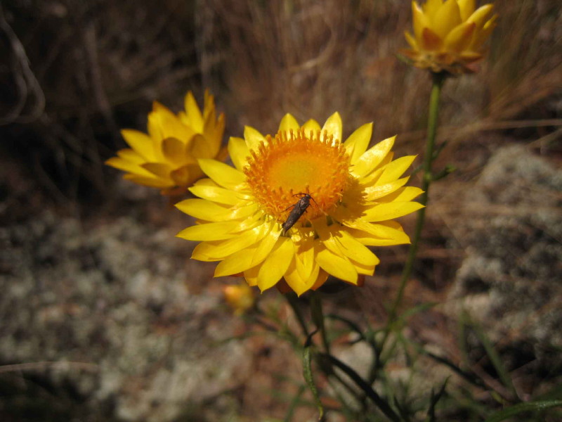 Sticky everlasting
