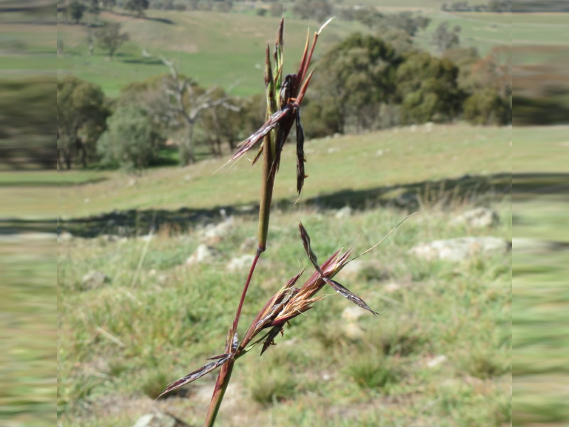 Barbed wire grass