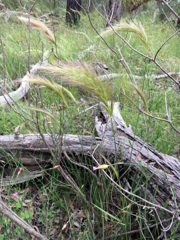 PLume grass