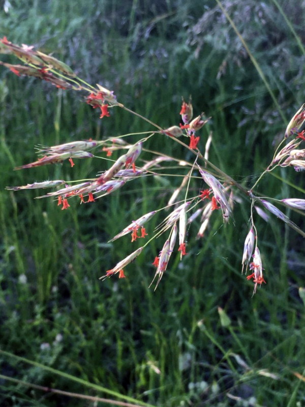 Red anther wallaby grass