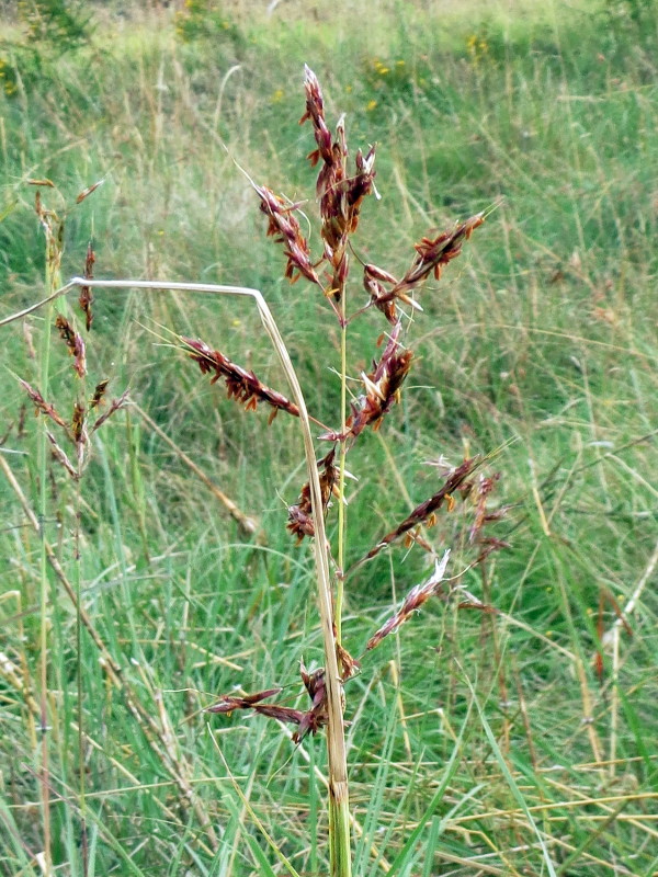 Wild sorghum
