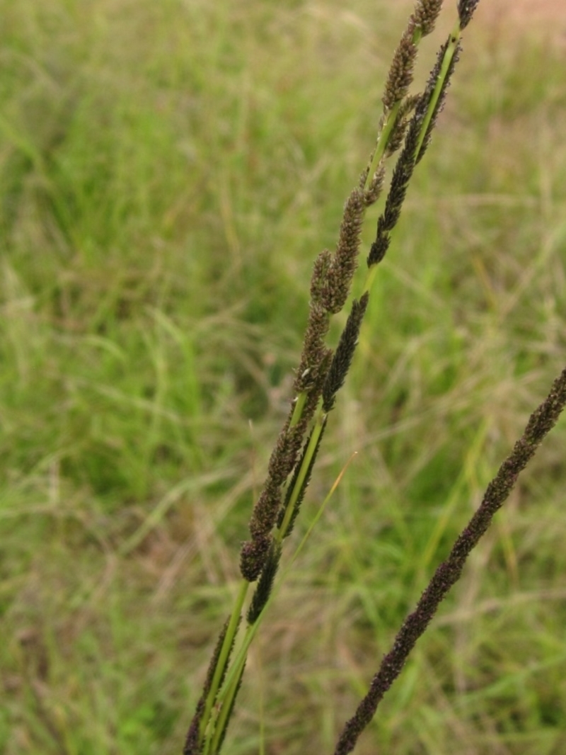 Slender rats tail grass