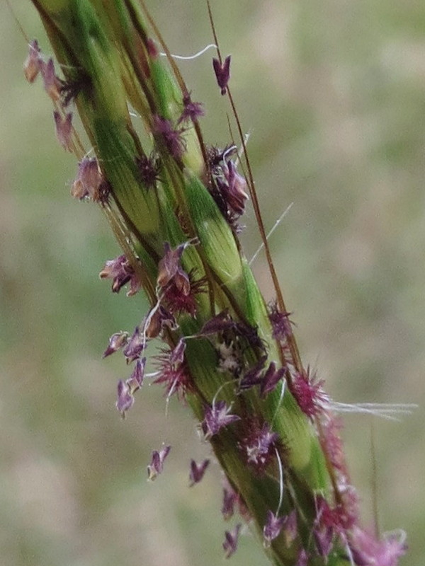 Slender rats tail grass]
