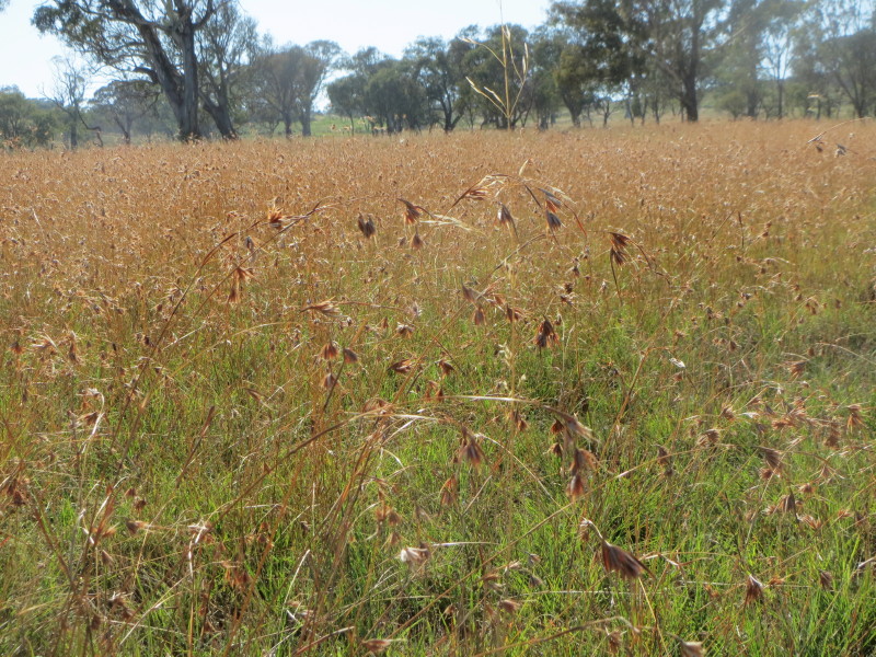 Kangaroo grass