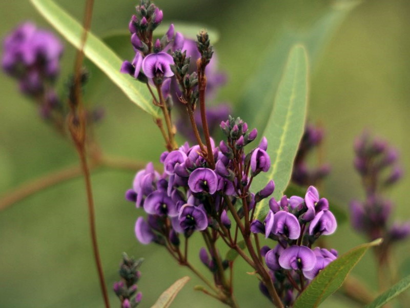 False sarsaparilla