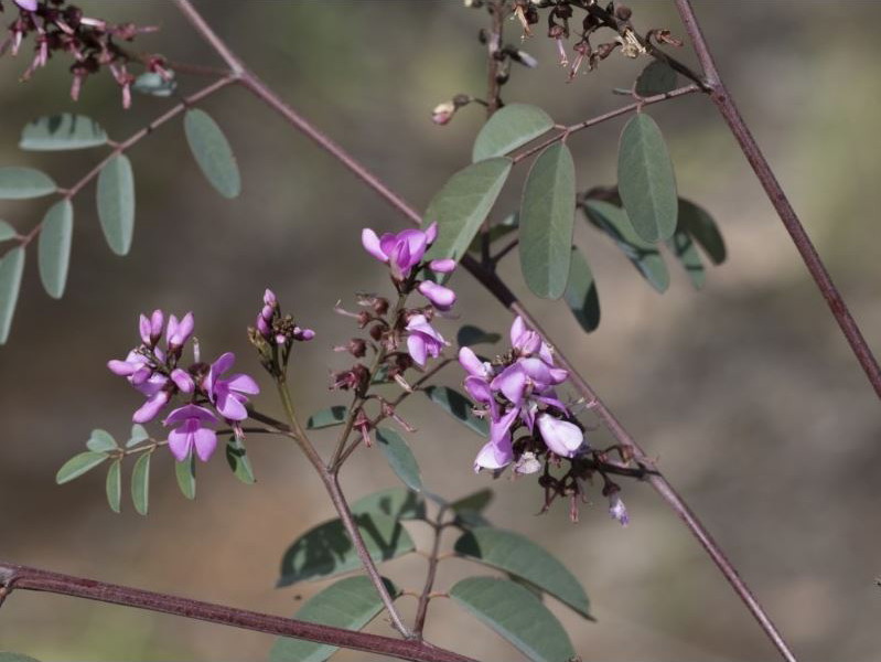 Australian indigo