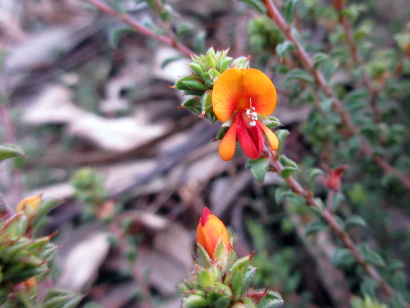 Heathy bushpea
