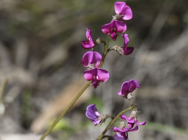 Silky swainson pea