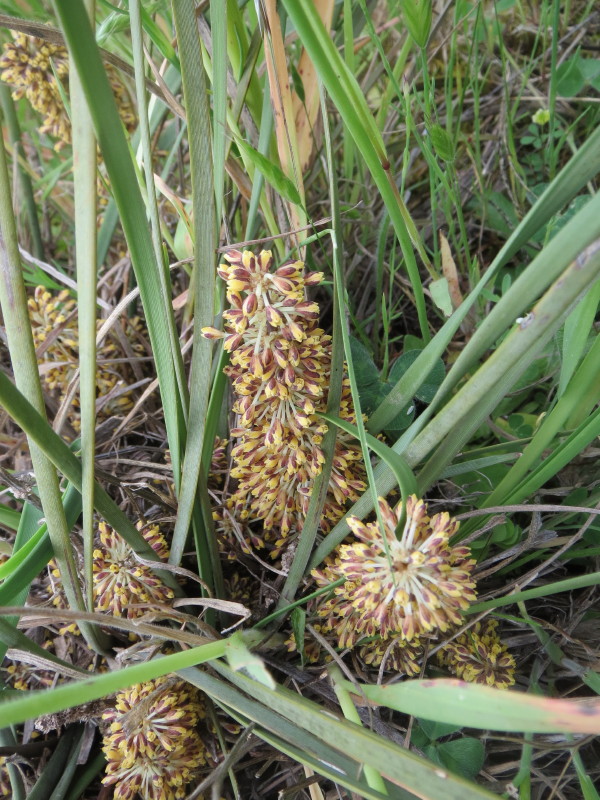 Many-flowered matrush