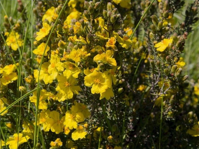 Lesser guinea flower