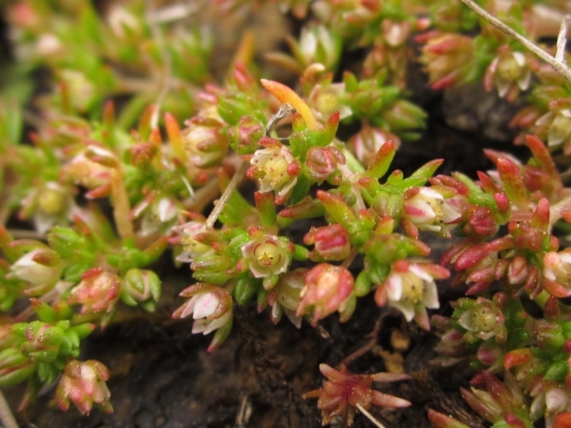 A stonecrop