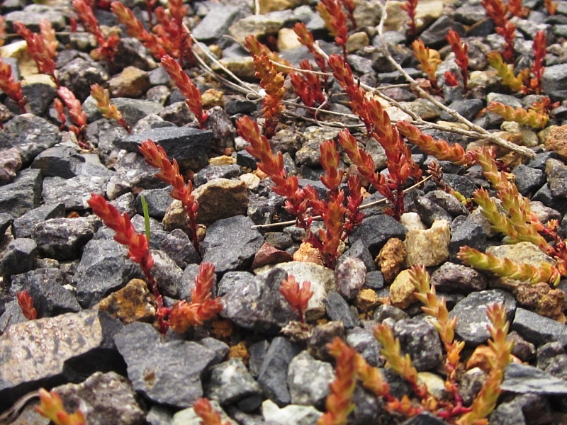 Austral stonecrop