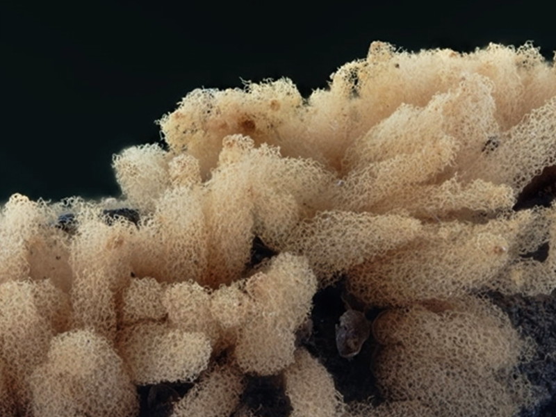 a Slime mould