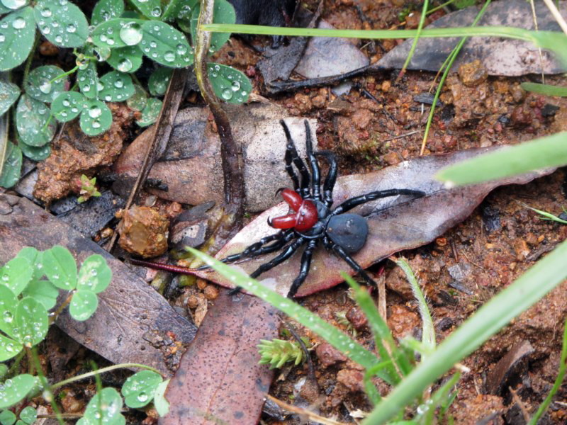 Red-headed Mouse spider