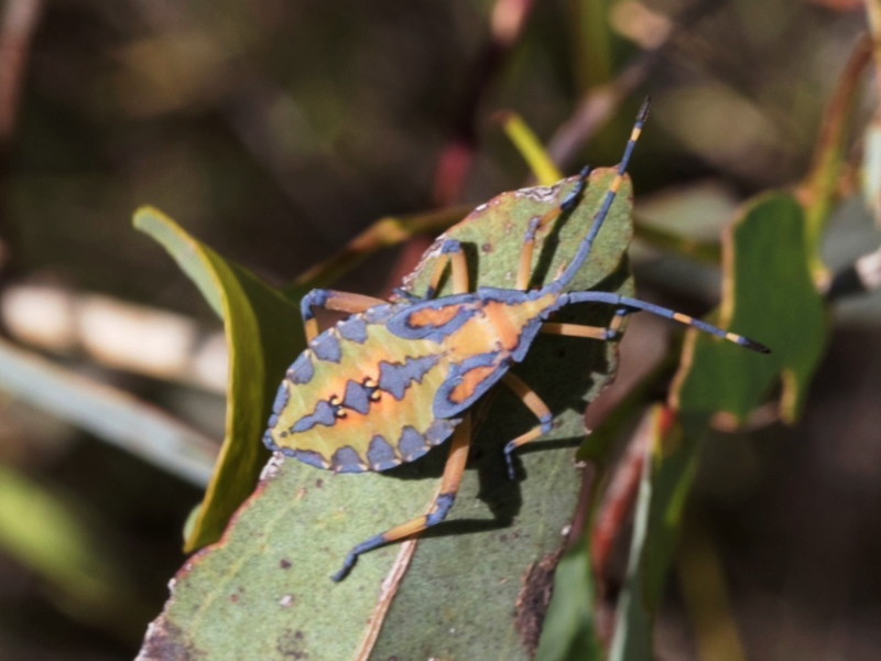 Eucalyptus tip bug
