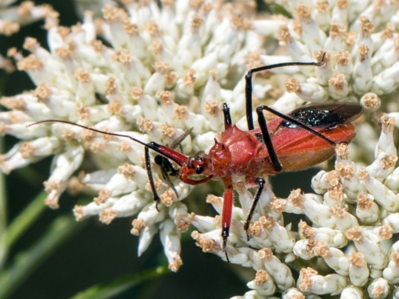 Orange assassin bug