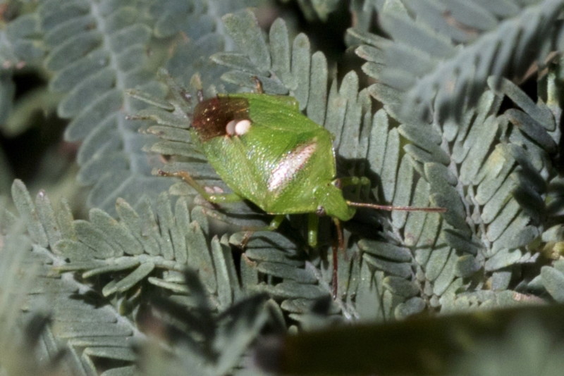 Green stink bug