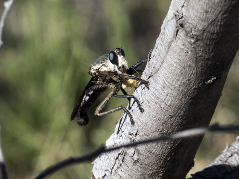 A robber fly