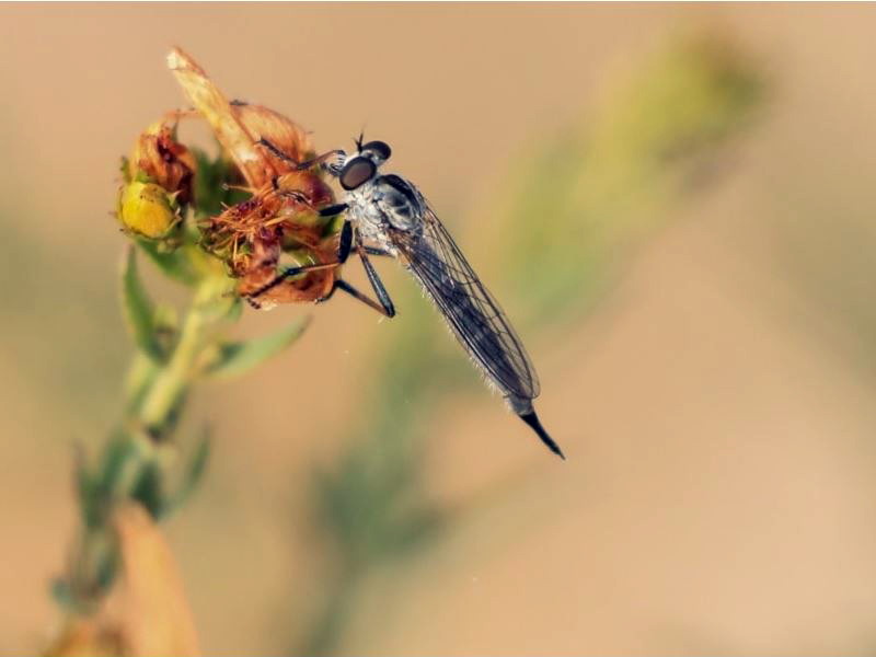 A robber fly