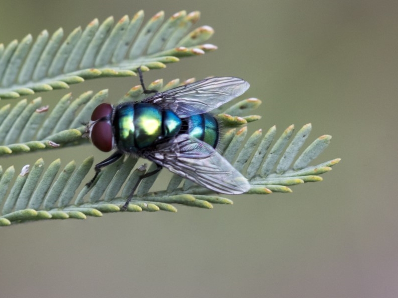 Green/blue blowfly
